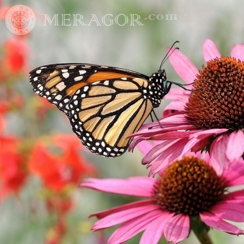 Foto de flor e borboleta para avatar Cores