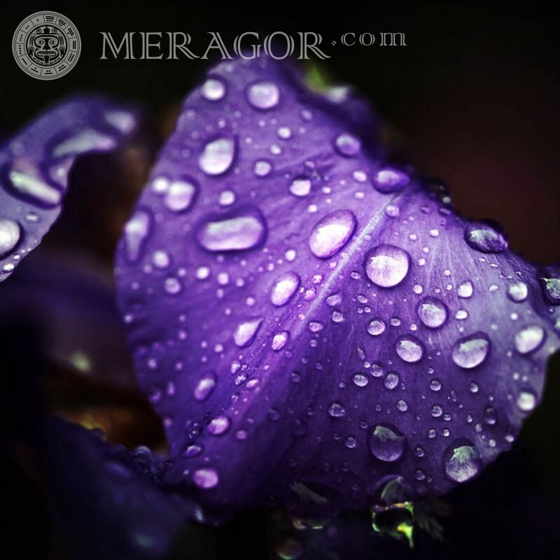 Gotas de rocío en la foto de avatar de flor Flores