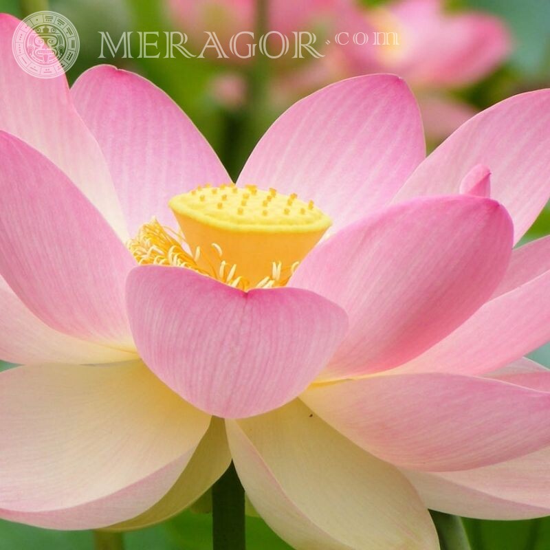 Foto de flor de lótus para avatar Cores