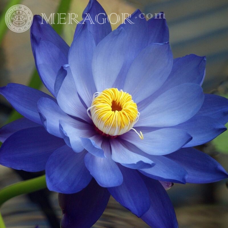 Bilder für Avatar mit Blume Blumen
