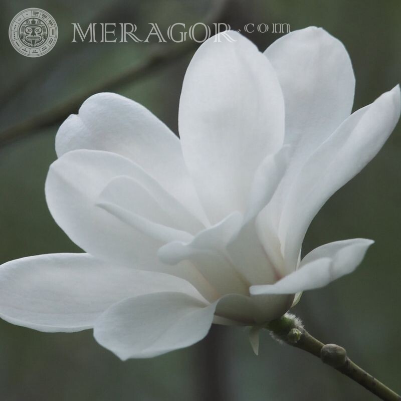 Красива біла квітка на аву Квіти