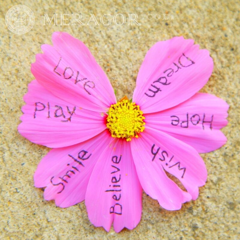 Avatares com flores para meninas Cores