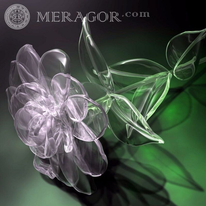 Baixar foto da flor no avatar Cores