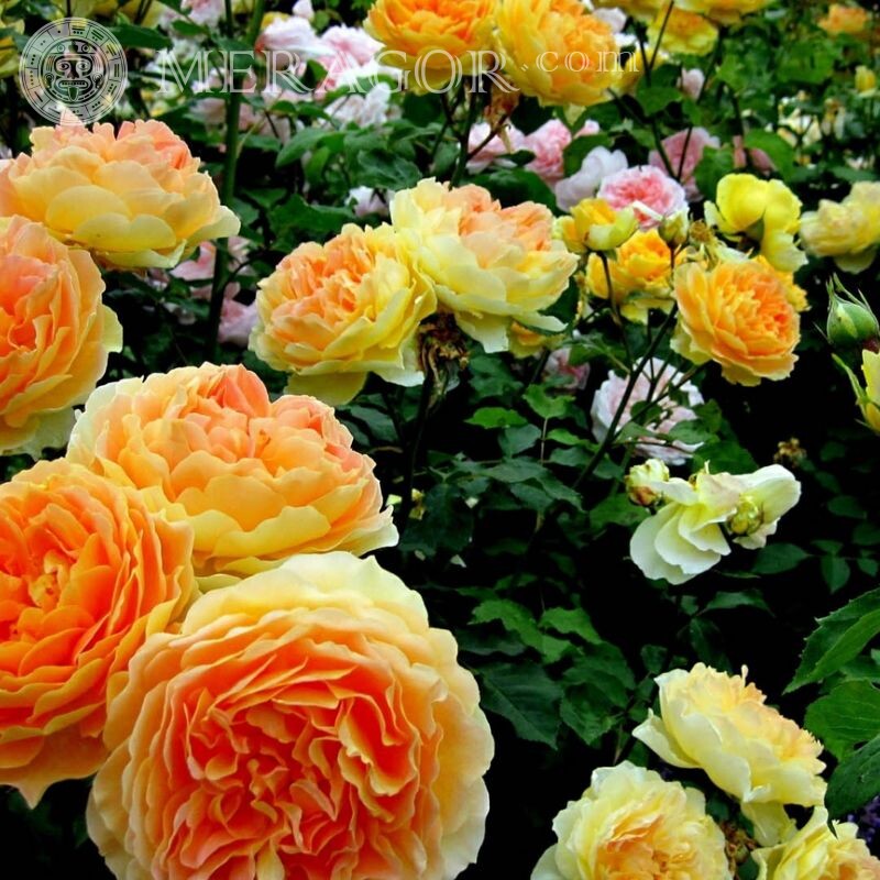 Foto com rosas para avatar Cores