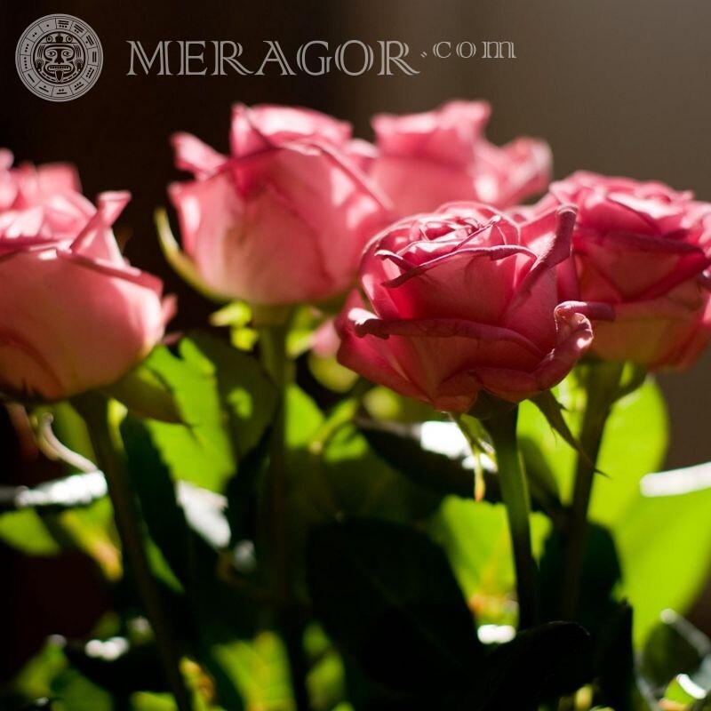 Hermosas rosas en avatar Flores