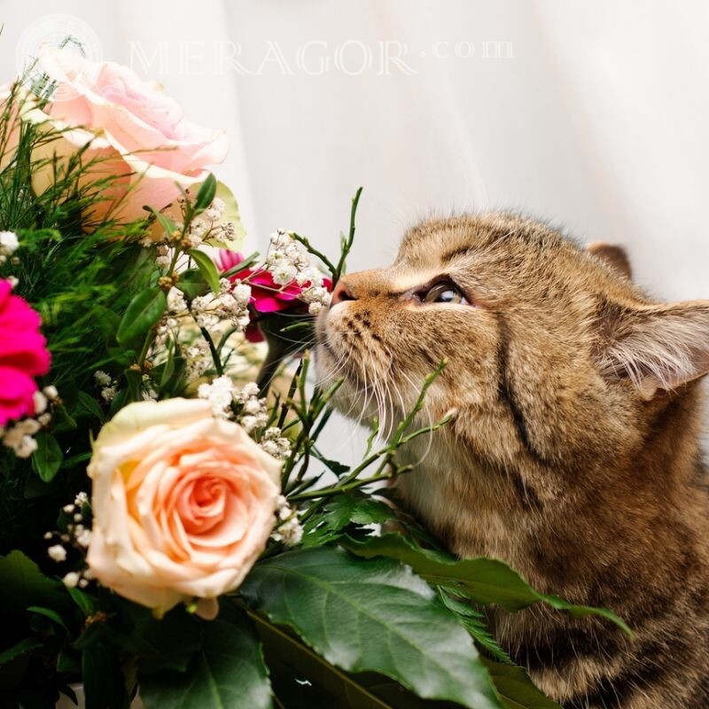 Аватар с цветами и котом Коты Цветы