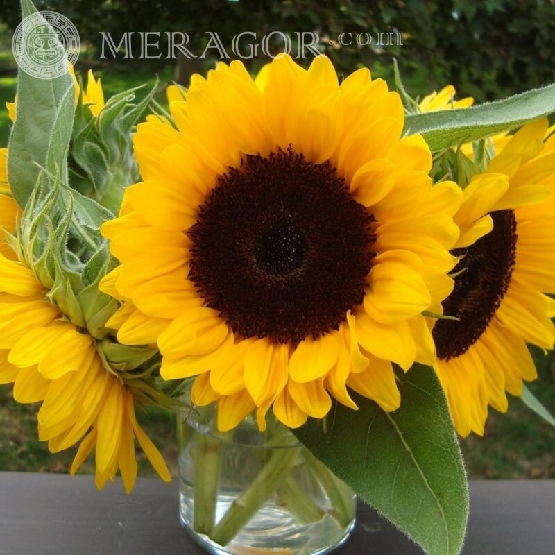 Bouquet of sunflowers for icon Flowers
