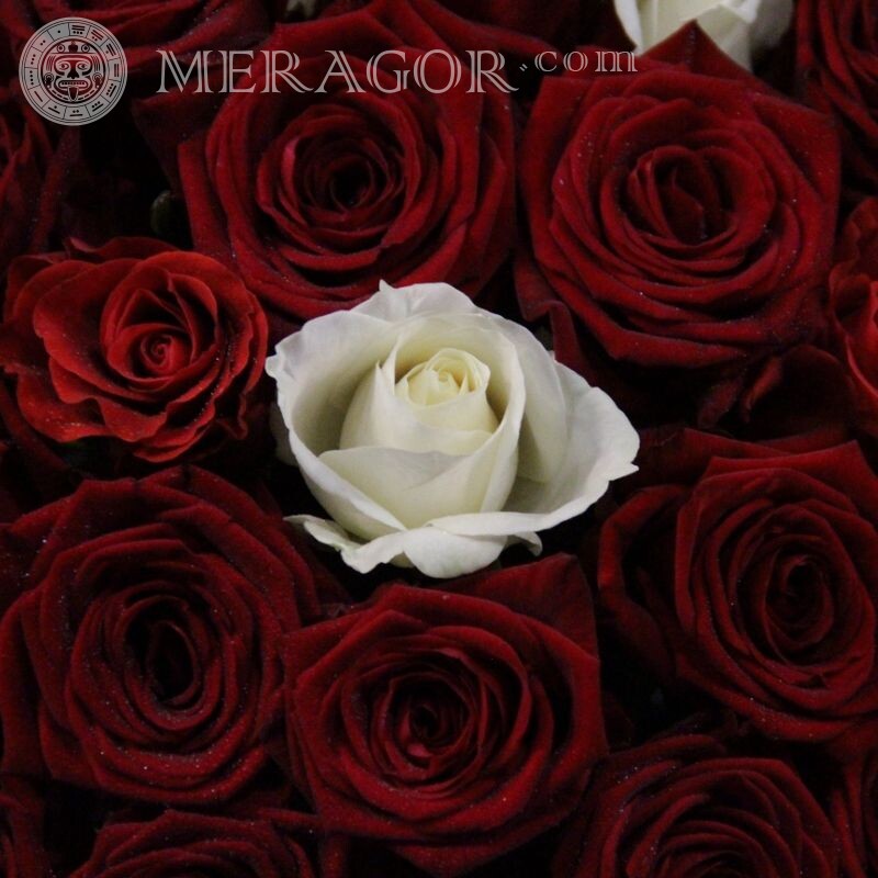 Descargar foto de una rosa en un avatar Flores
