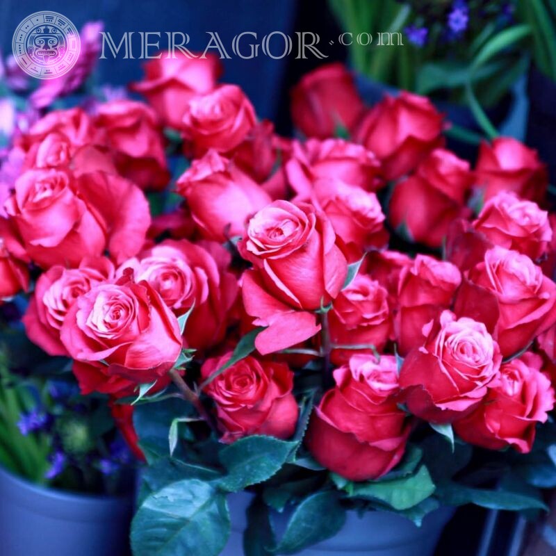Many roses for icon Flowers
