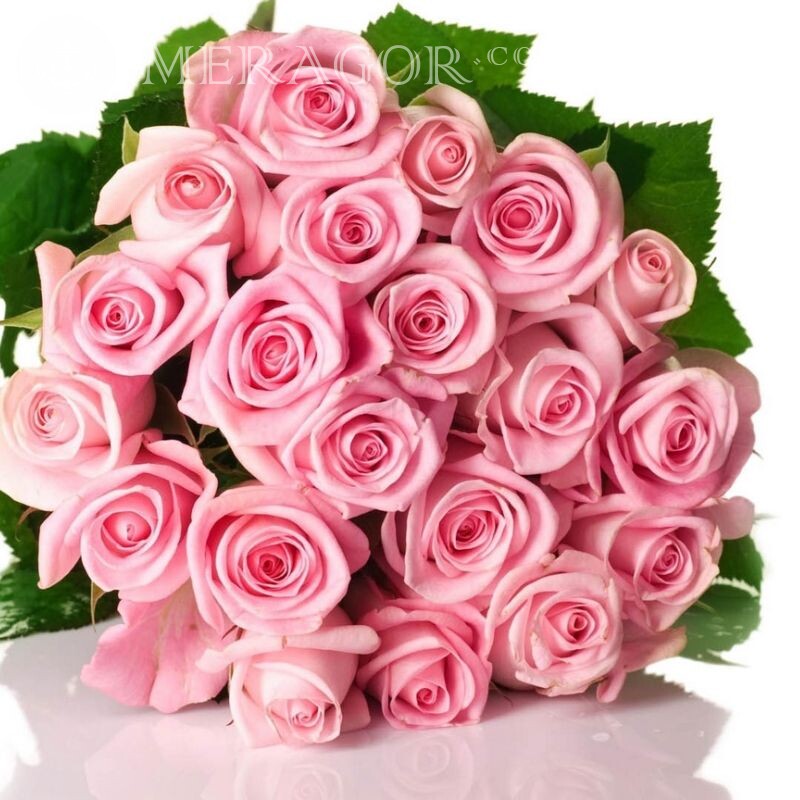 Rosas hermosa foto para avatar Flores