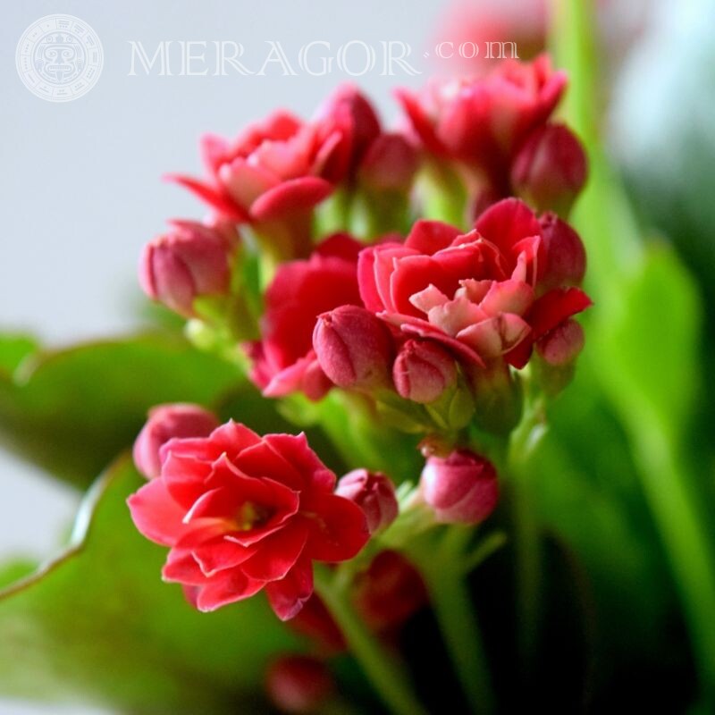 Foto de hermosas flores para avatar Flores