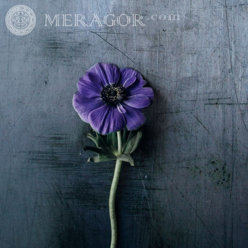 Une fleur par photo d'avatar Pour VK Fleur