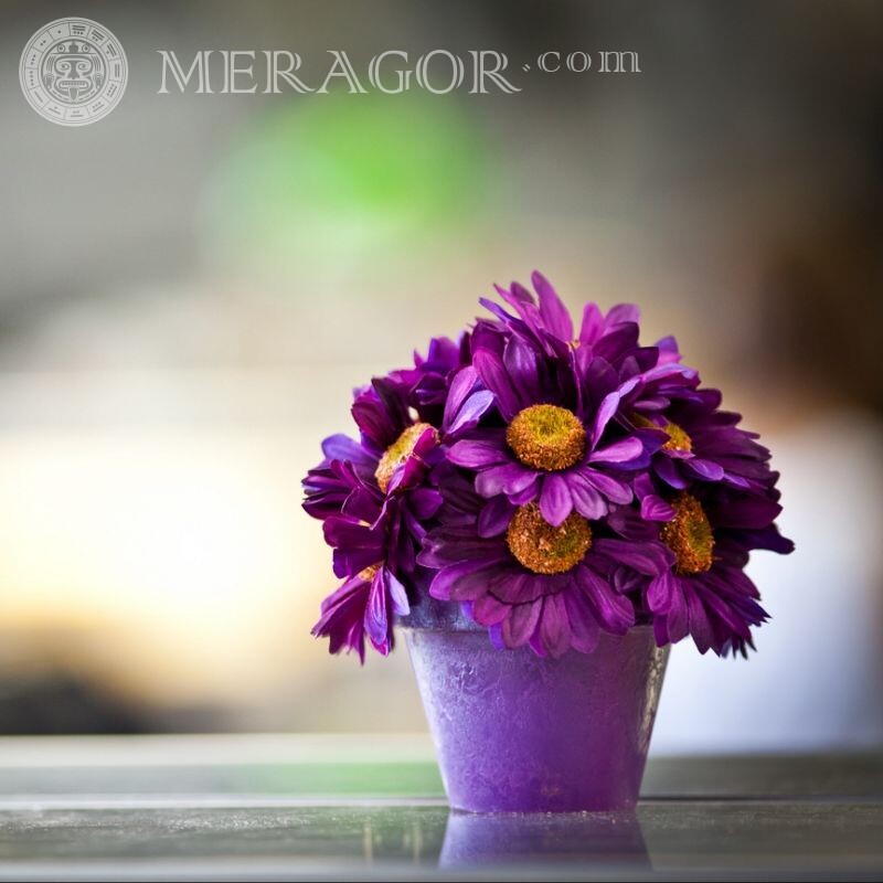 Flores em um vaso em um avatar Cores