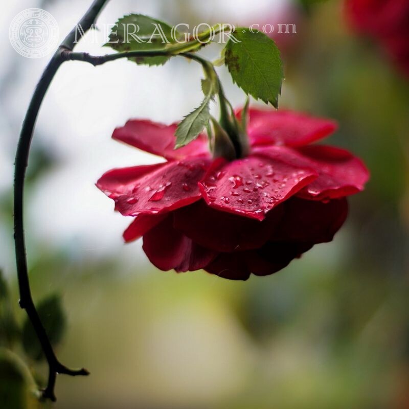 Fotos con rosa descarga en avatar Flores