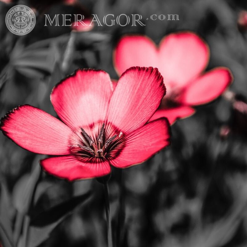 Descargar imagen con flores en avatar Flores
