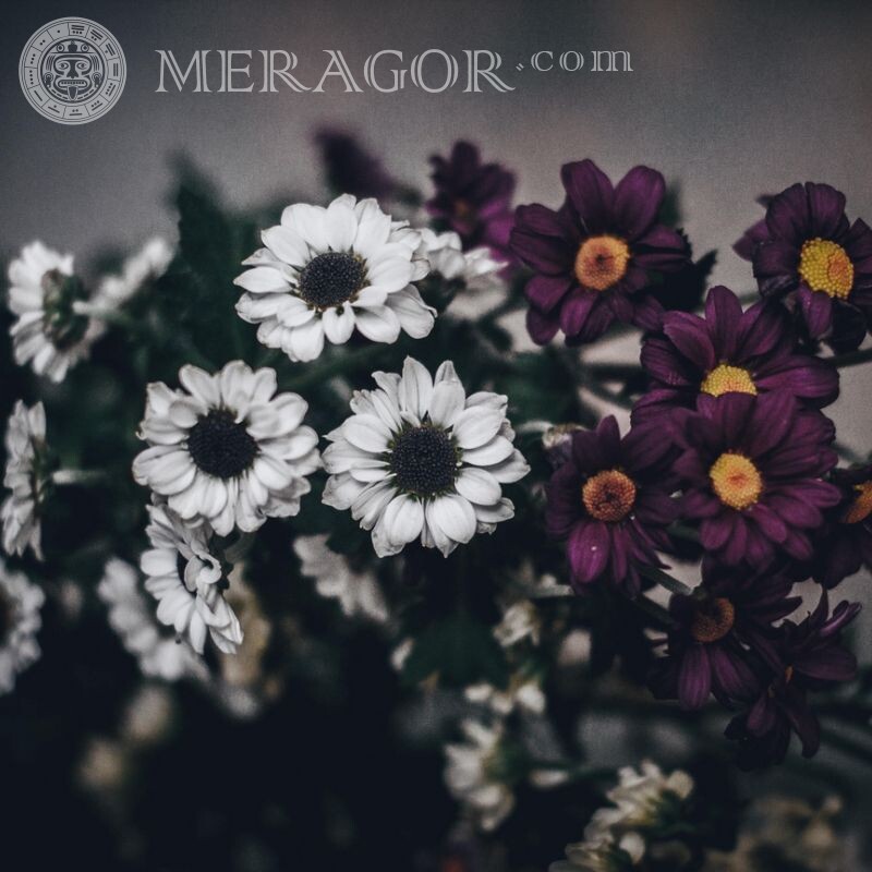 Красиві квіти картинка на аватар Квіти