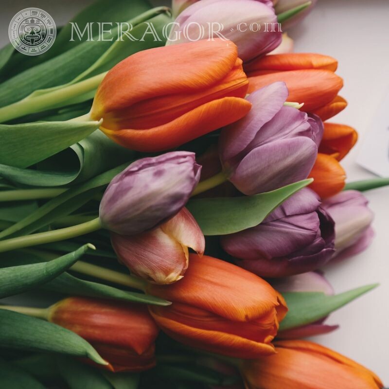 Тюльпаны на аватар Цветы