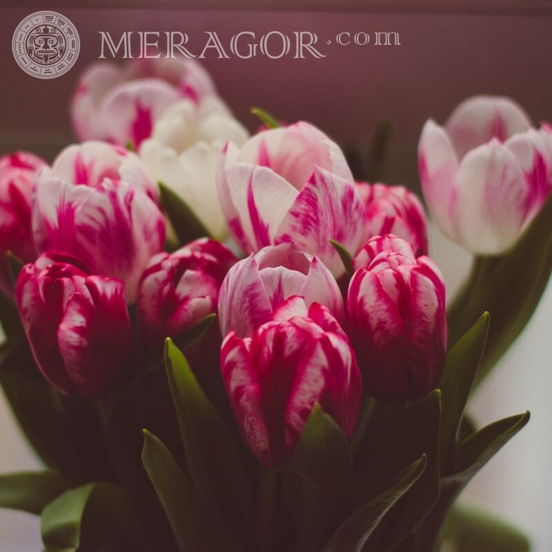 Un bouquet de tulipes sur un avatar Fleur