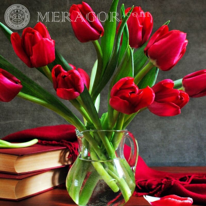 Red tulips photo for avatar Flowers