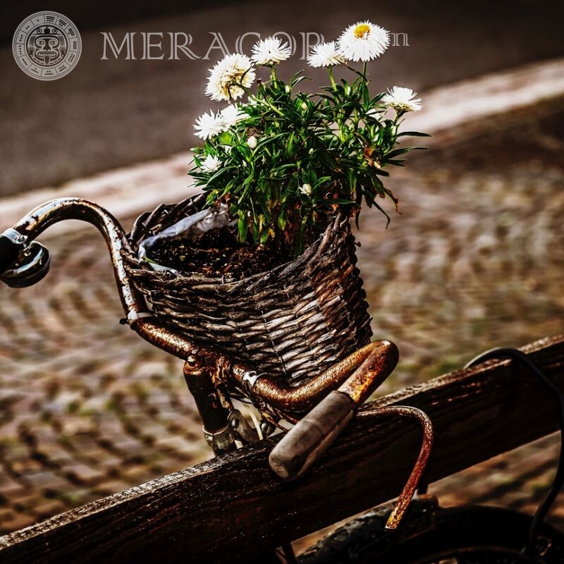 Un ramo de flores en una foto de bicicleta en un avatar Para VK Flores