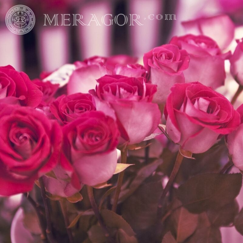 Розовые розы фото на аву Цветы
