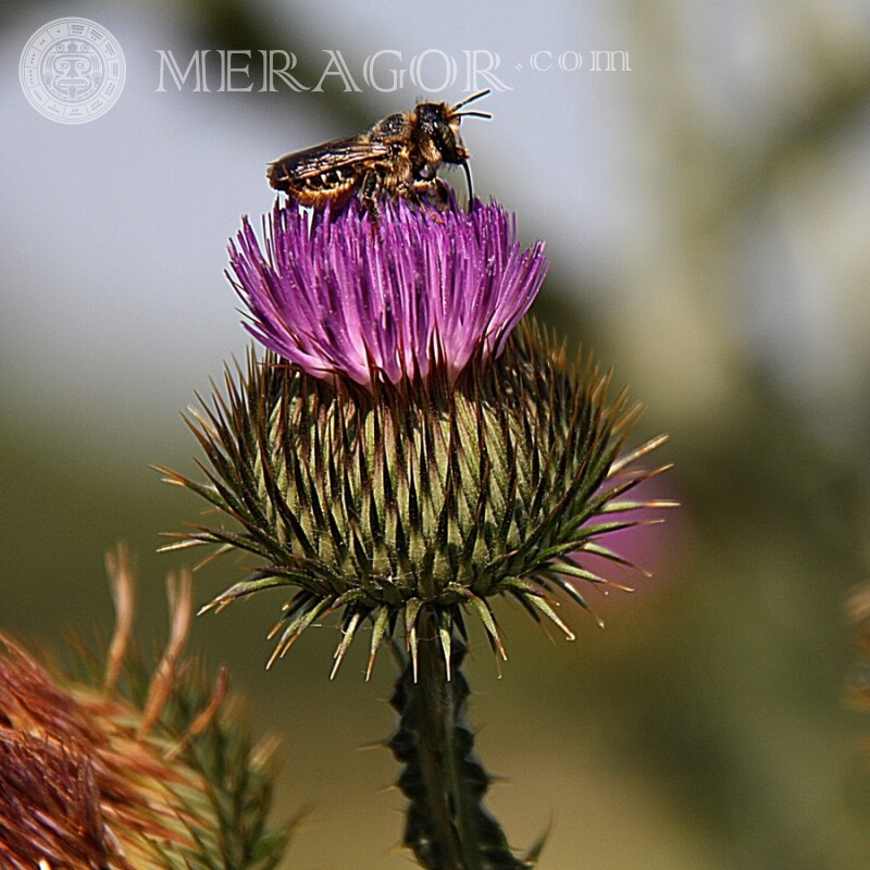 Пчела села на цветок Насекомые