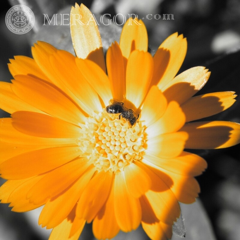 Бджола на квітці фото Комахи