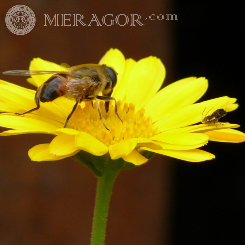 Abeille sur une fleur jaune Insectes