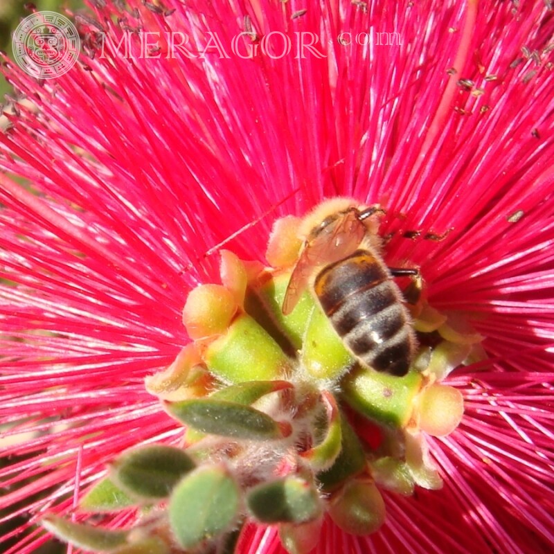 Пчела в красном цветке Насекомые