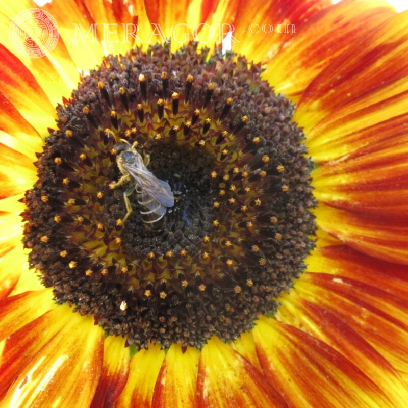 Пчела на цветке скачать Насекомые