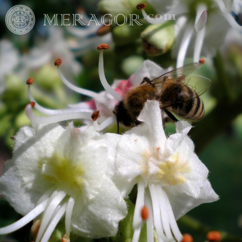 Бджола в білому квітці Комахи
