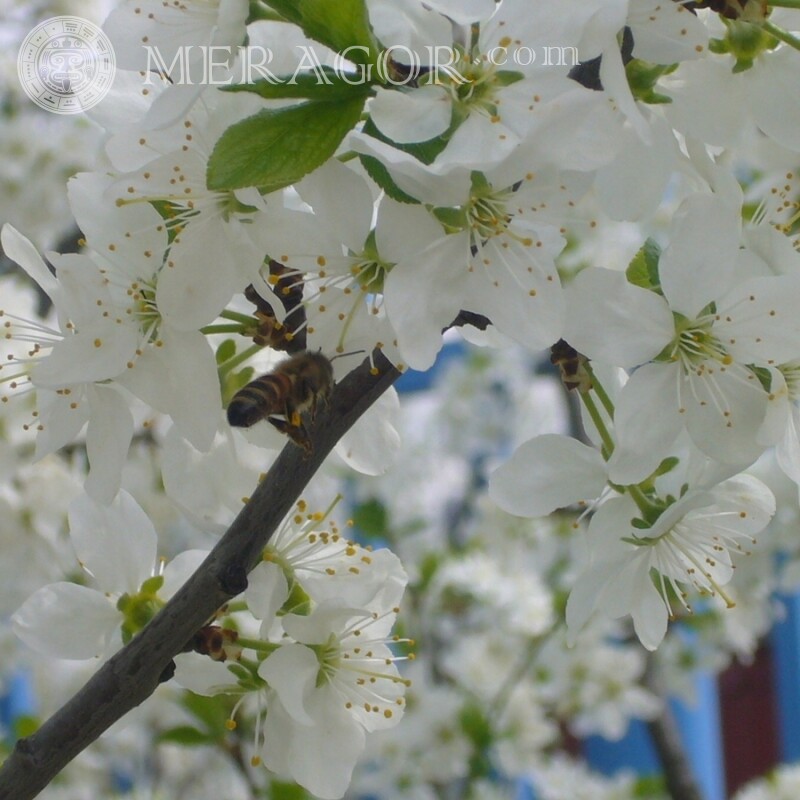 Abeille en fleurs blanches Insectes