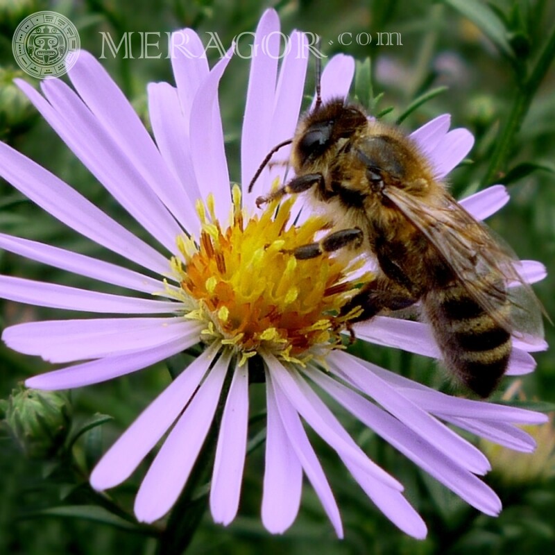 L'abeille boit du nectar Insectes