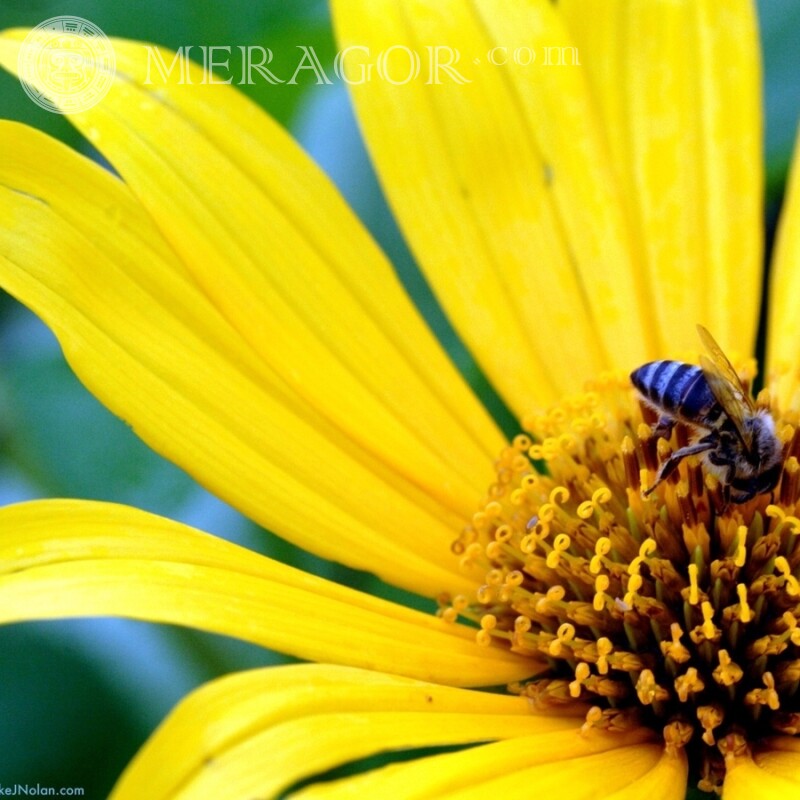 Biene saß auf einem Blumendownload Insekten