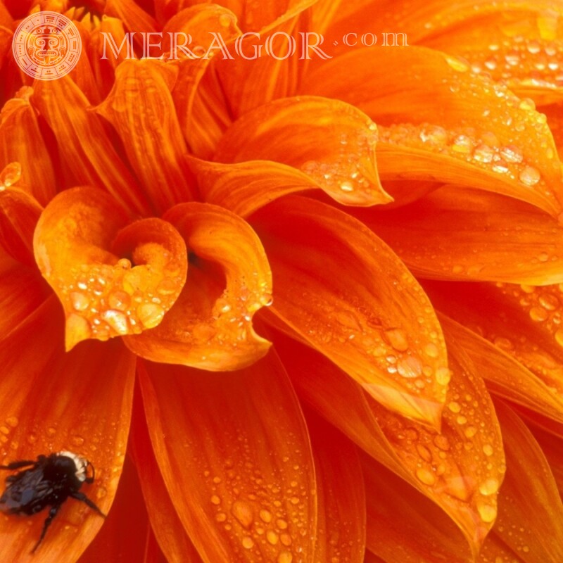 Biene auf einem Blumenprofilfoto Insekten