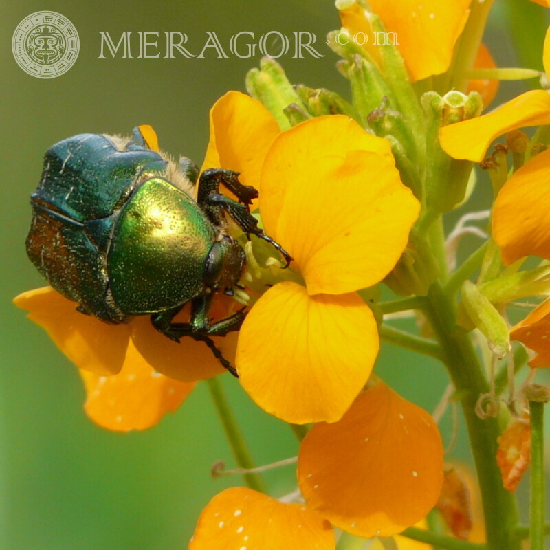 Photo de coléoptère peut Insectes