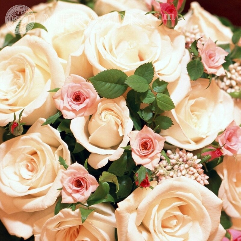 Розовые розы на аватар Праздники Цветы