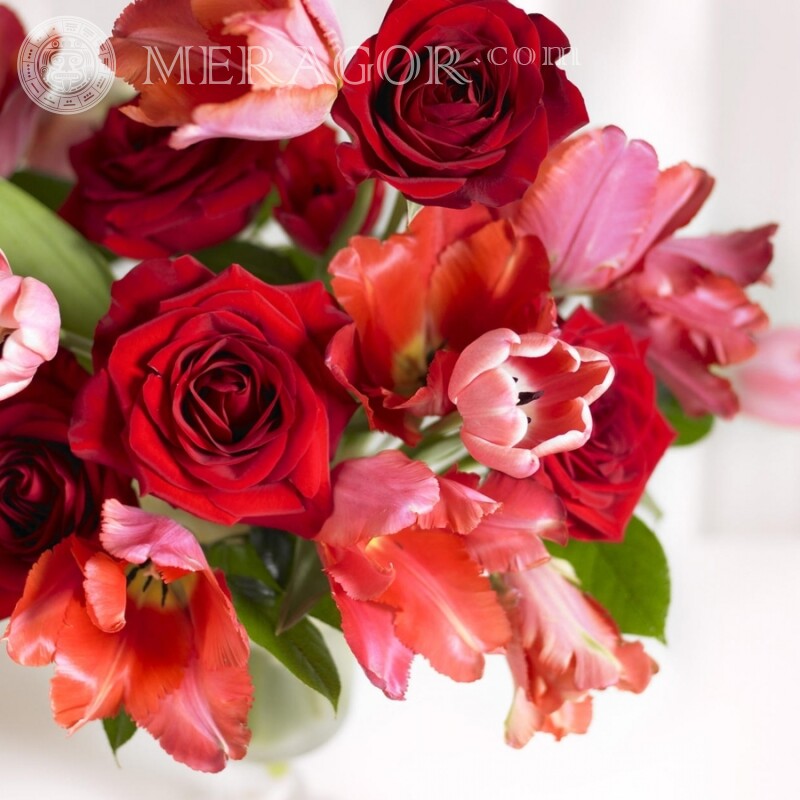 Красные цветы на аватар Праздники Цветы