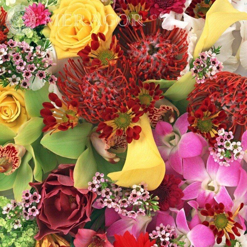 Bouquet de flores para download de avatar | 0 Feriados Cores