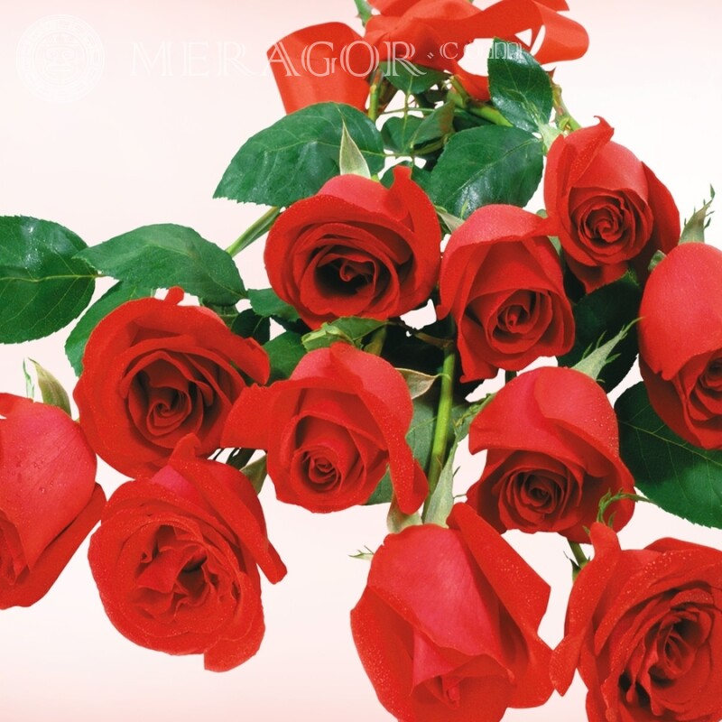 Roses rouges sur avatar Fêtes Fleur