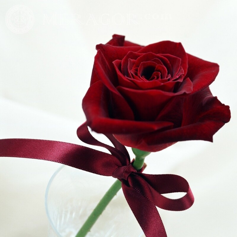 Роза на аватар Свято Квіти