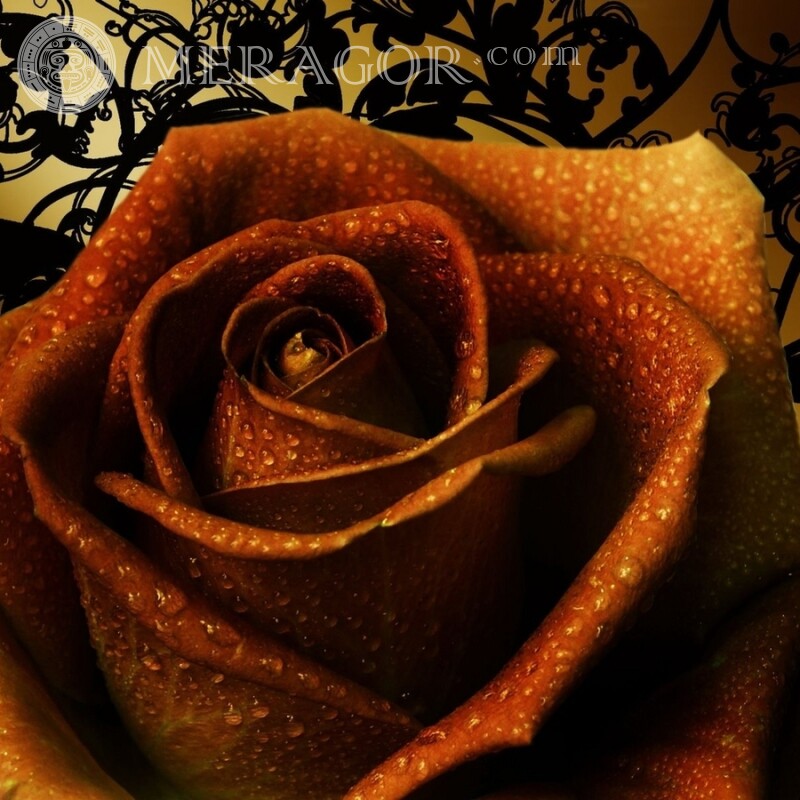 Роза на аватар скачать Праздники Цветы
