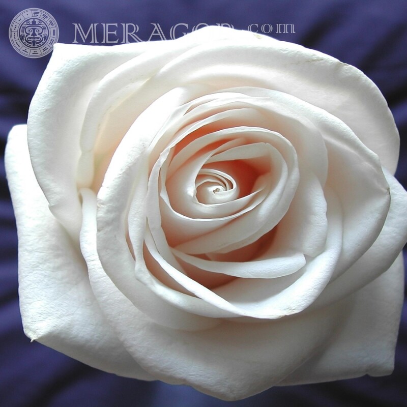Laden Sie White Rose auf Avatar herunter Feierzeit Blumen