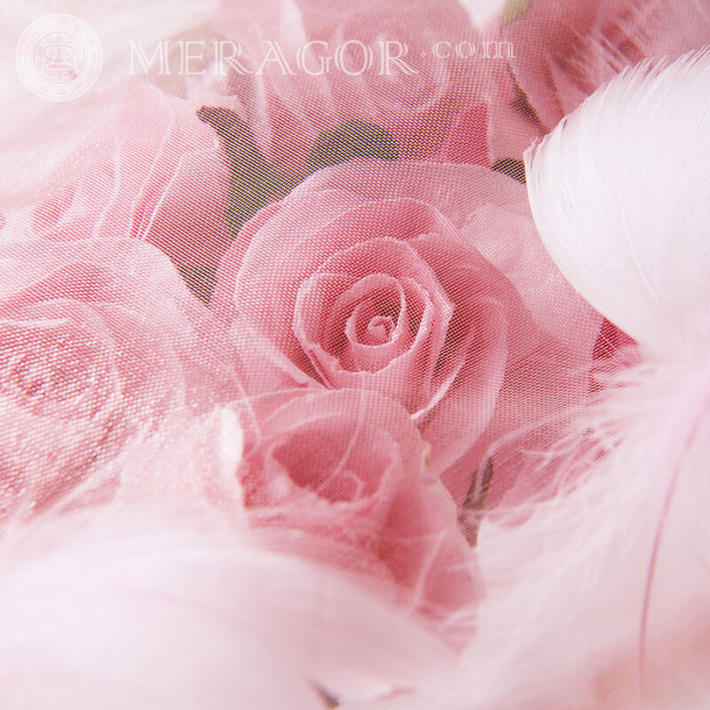 Buquê de rosas cor de rosa no avatar Feriados Cores