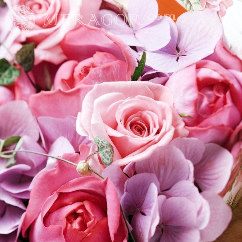 Rosas rosadas para foto de perfil Fiesta Flores