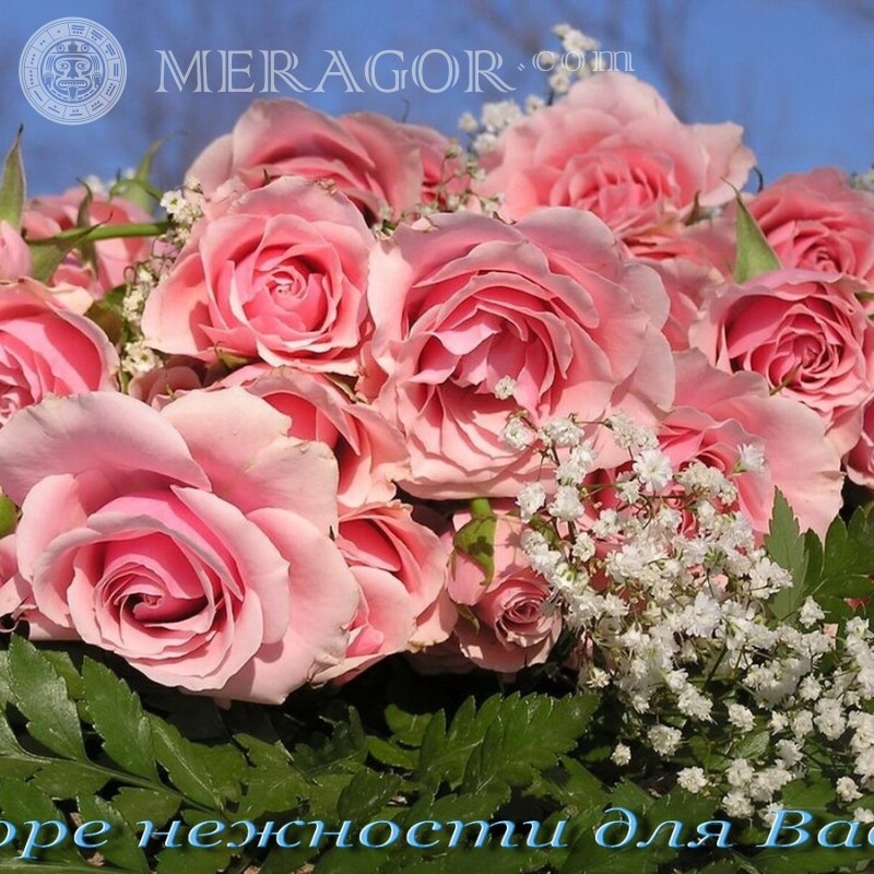 Bouquet de roses roses pour votre photo de profil Fêtes Fleur
