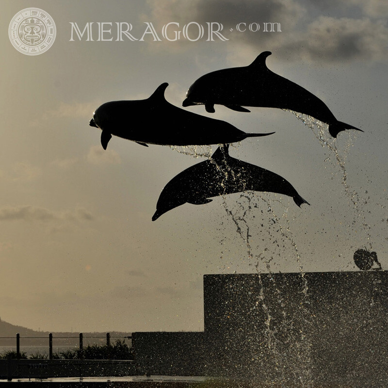 Golfinhos pulam espirrando água na página Outros animais Silhueta