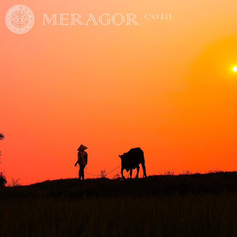Village chinois coucher de soleil homme vache avatar De dos Asiatiques Silhouette