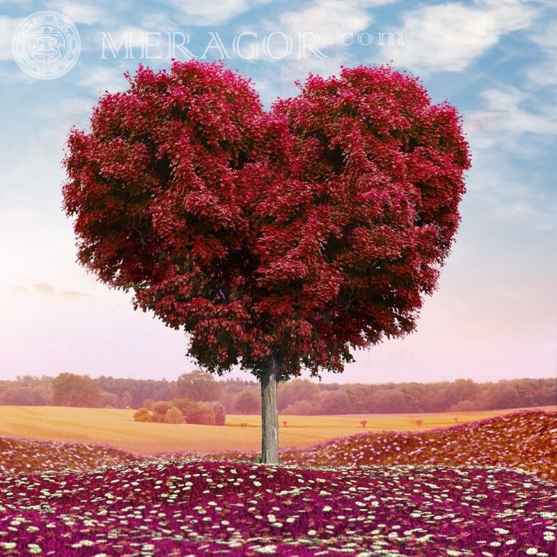 Belles images pour avatar sur l'amour Nature Amour