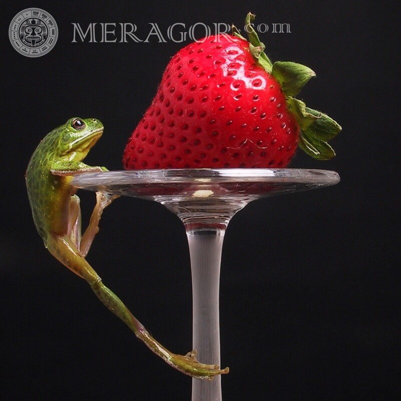 Strawberry and frog Food Other animals